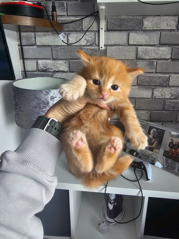 Mixed litter kittens ( ginger females)