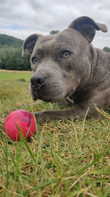 Blue Staffy Stud only