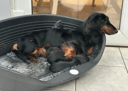 A litter of Gorgeous Pups ready to reserve for their forever loving homes!