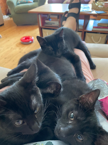 Beautiful black tabby kittens