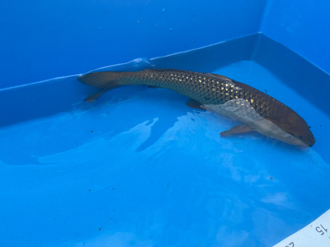 40cm Gin Rin Chagoi - Pond closure due to upcoming house move in Havering