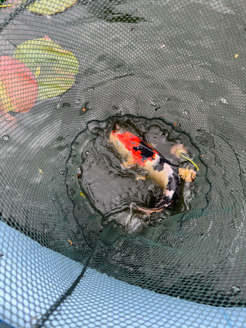 16 koi