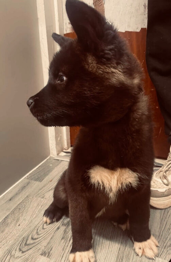 Akita puppie 1 girl left