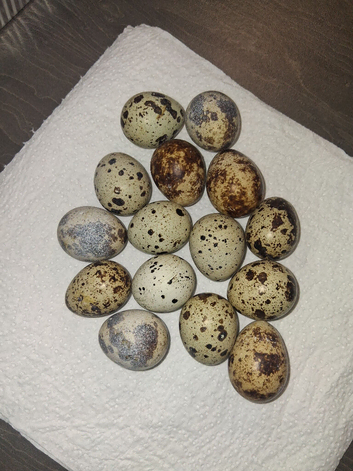 Egg For Sale