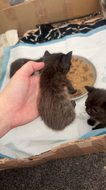half ragdoll kittens