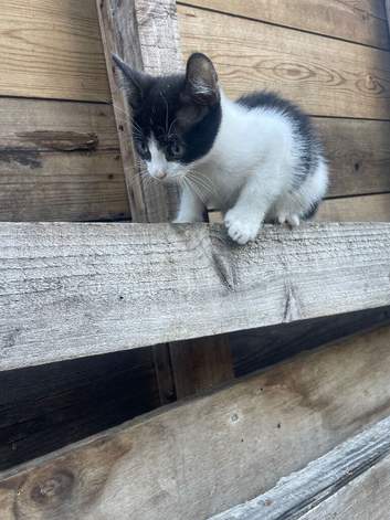 Kittens