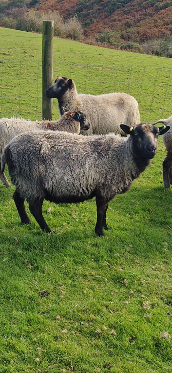 Two shetland ewes for sale.