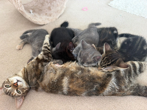 Kittens