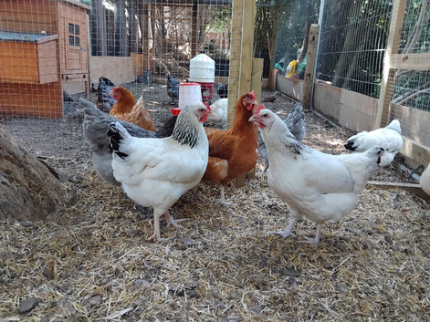 Point of Lay/Laying Chickens for sale