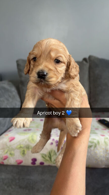 4 stunning F1 cockapoo puppies