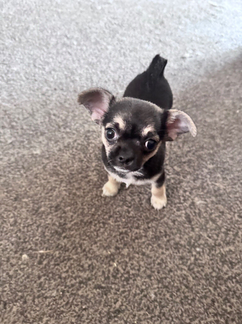 Chihuahua puppies for sale