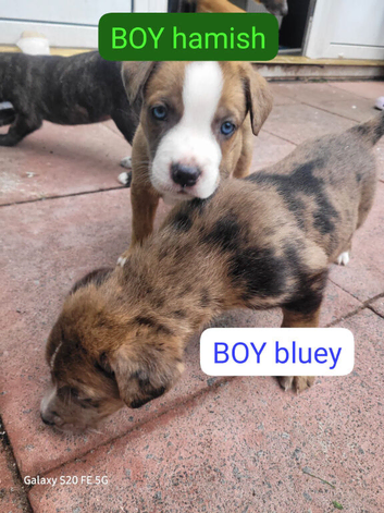 German Shepherd x Cano corso puppies