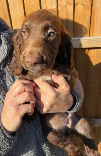 4 beautiful chocolate Boy sprockers