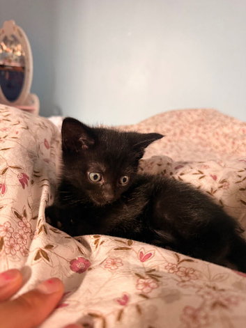 Kittens