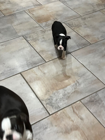 Stunning litter of Boston terrier puppies