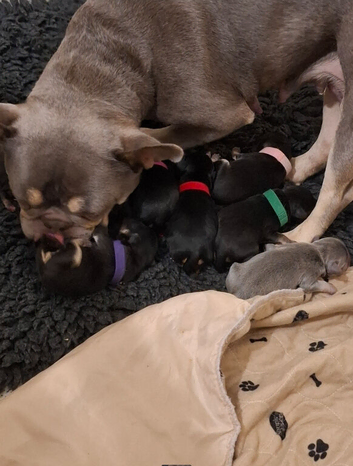 French bulldog  X toy poodle FROODLE