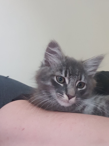 12 week male kitten