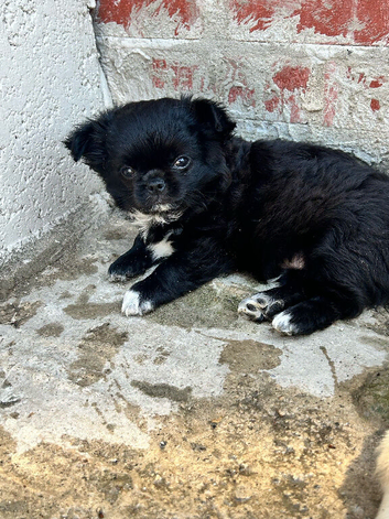 Kc long coat male