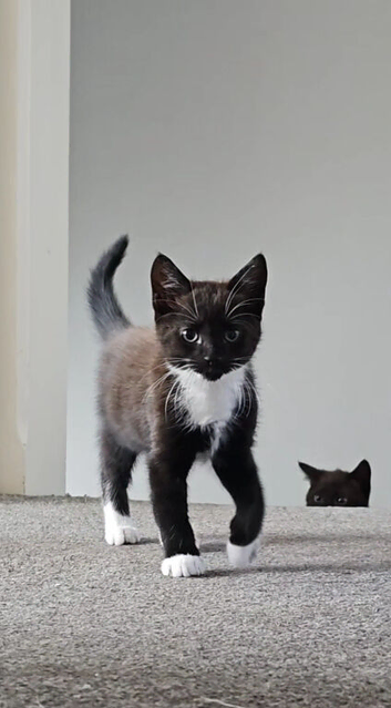 Male kitten