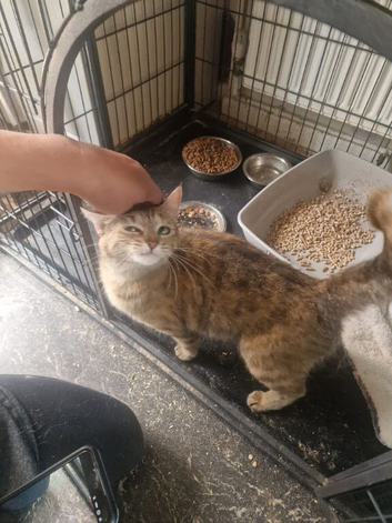 Boy and girl cats for sale