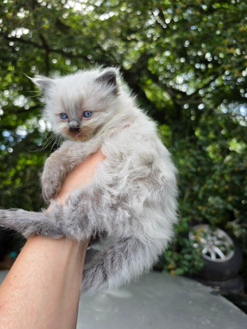 Ragdoll kittens