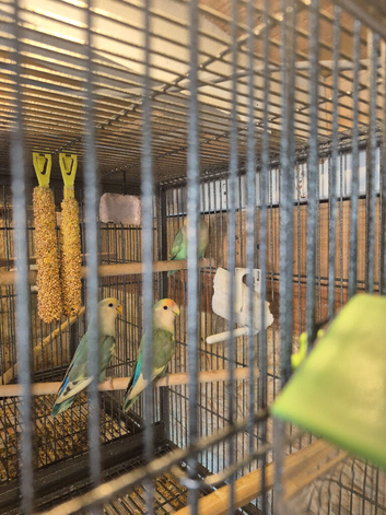 Baby lovebirds
