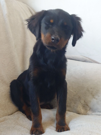 Rottweiler girl