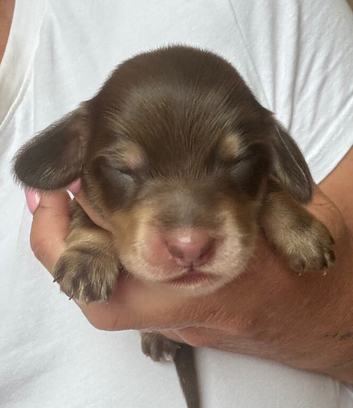 Miniature long haired dachunds