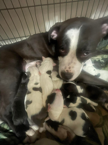 Bulldog cross staffy