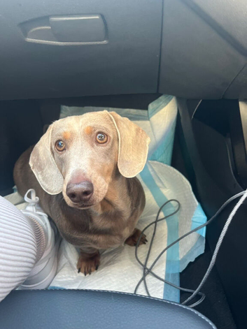 Miniature Dachshund
