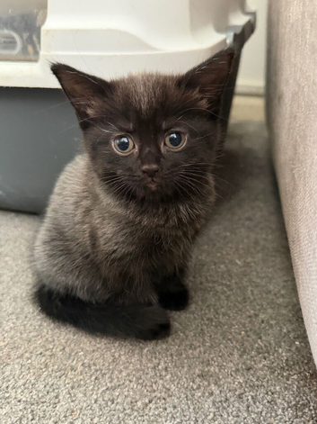 Beautiful part maincoon babies