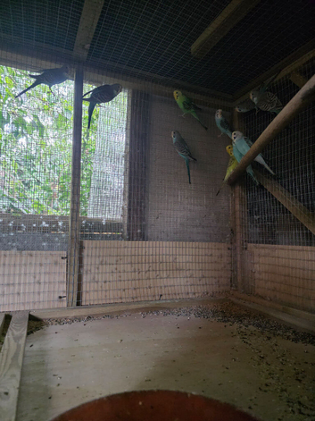 Budgies