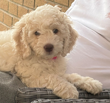 Beautiful 10 week old cockapoo