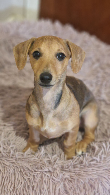 Dachshund