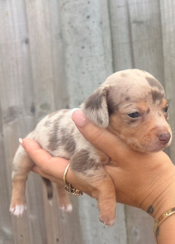 31/07/26 Beautiful litter of chocolate dapple miniature dachshund x chihuahua chiweenies (Merle)