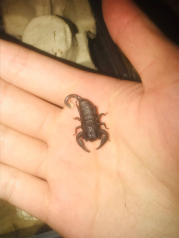 Chersonesometrus tristis