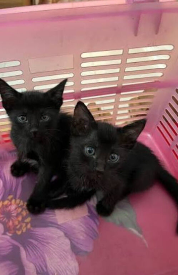 2 beautiful brother and sister kittens