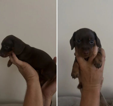 Miniature Dachshund Puppies Looking for Their Forever Homes