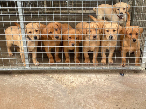 Last 3 Stunning Labrador Puppies