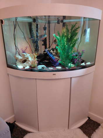 Juwel 190ltr white corner fish aquarium