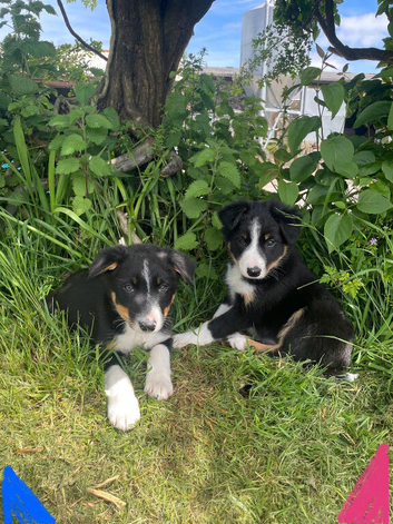 Border Collie Sheepdog Puppies