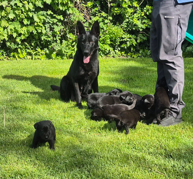 Sheprador
