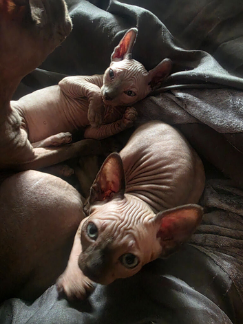2 female Sphynx kittens