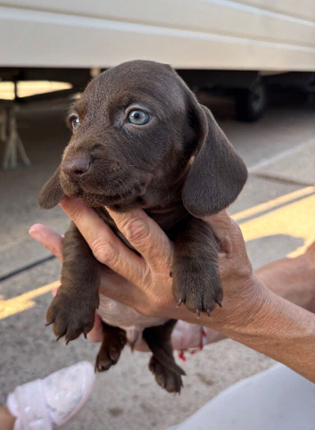 Beautiful short haired short legged dashhounds