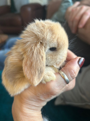 beautiful mini lop babies - super temperaments