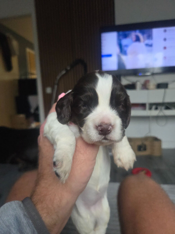 Sprocker Puppies