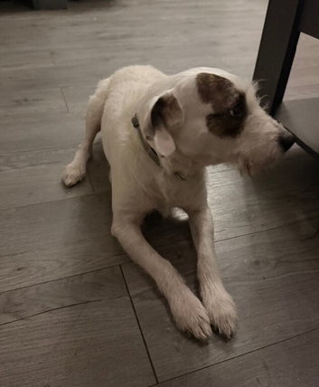 parson terrier for stud.
