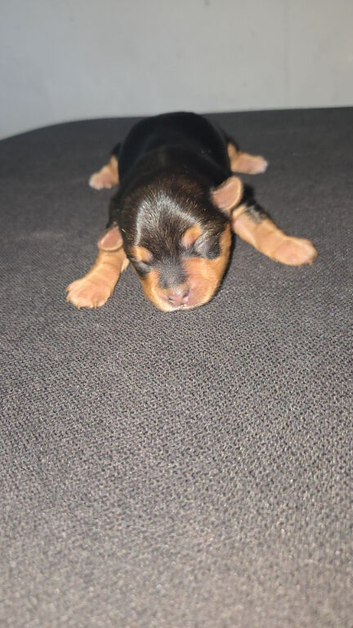 Yorkie / Biewer