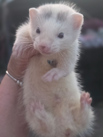 Ferret kits looking for homes