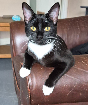 1 year old cat